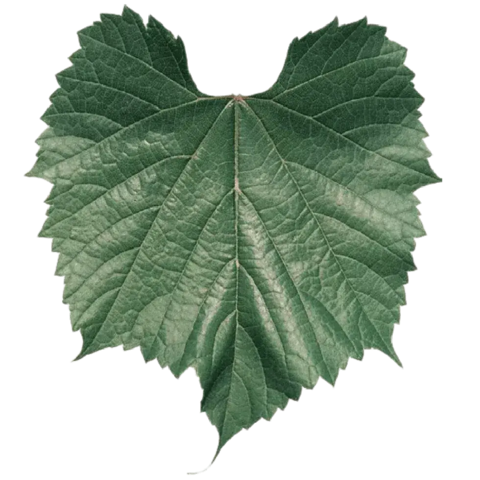 Feuille de vigne 161-49 Couderc