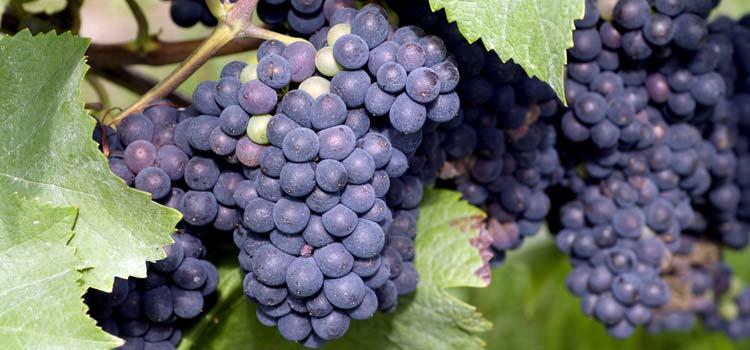 tempranillo