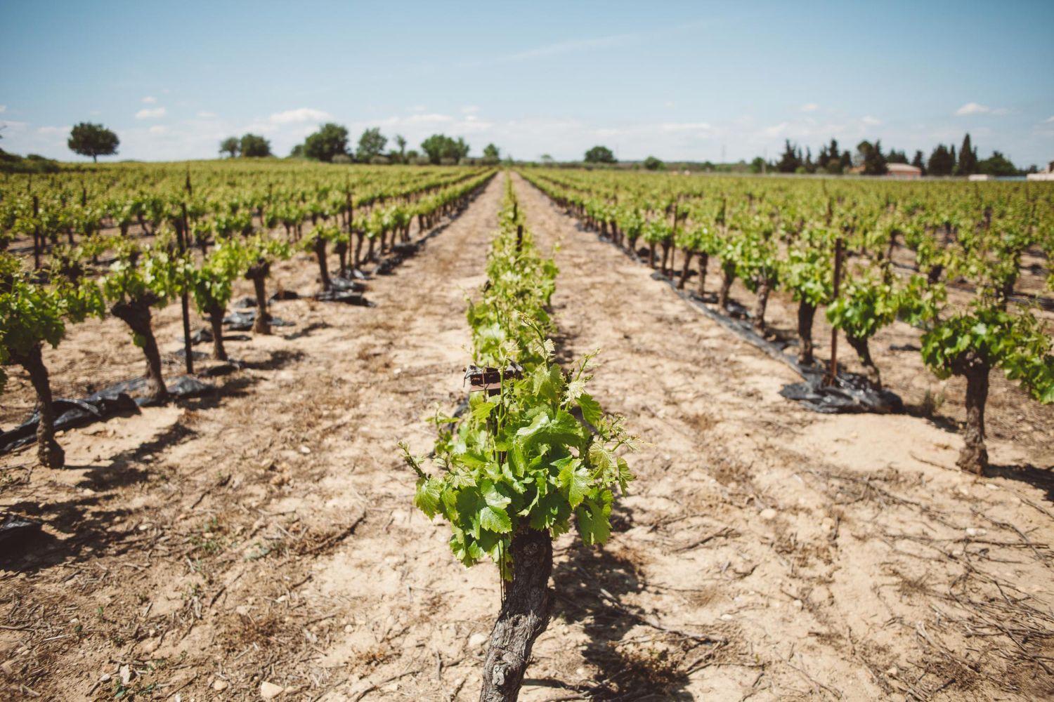 qualite-plantation-vigne