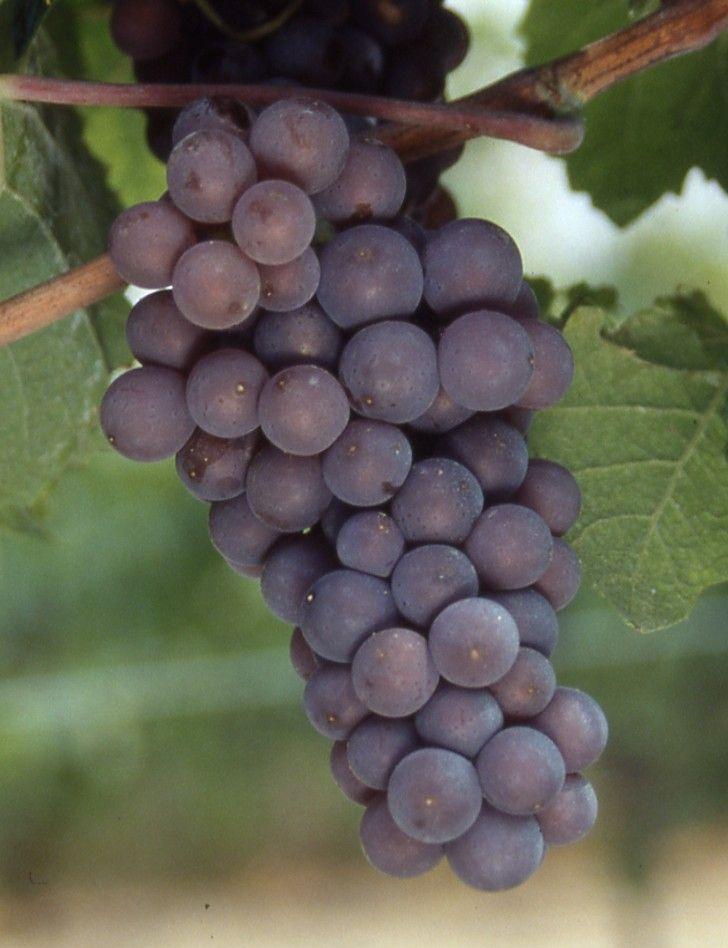 pinot gris