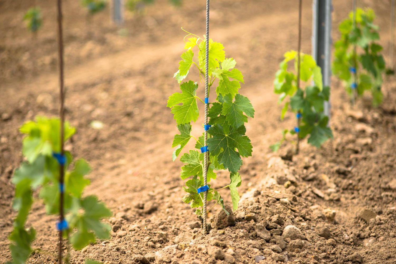 ecartement entre ceps (m)