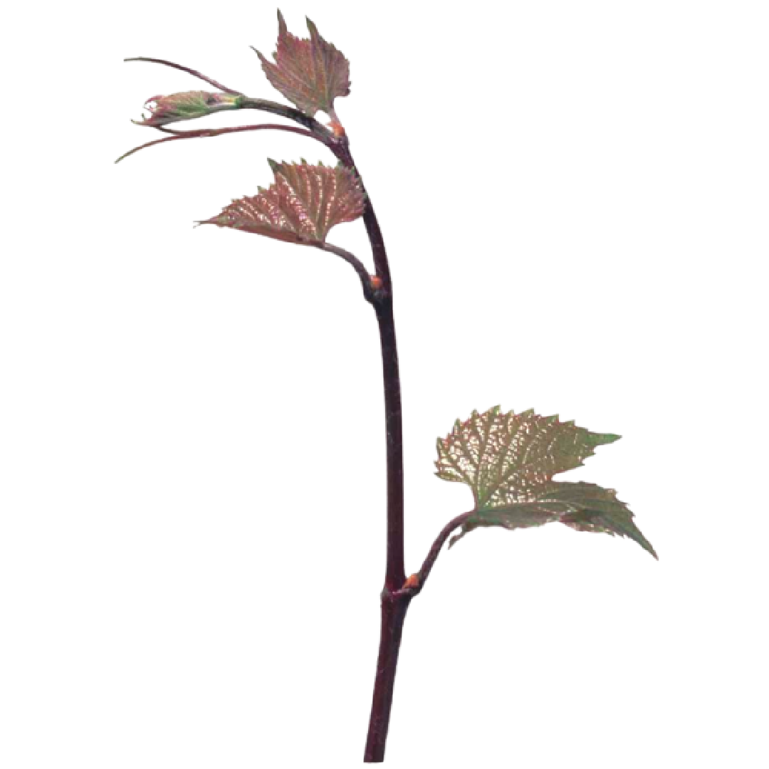 rameaux du 420 A MGT