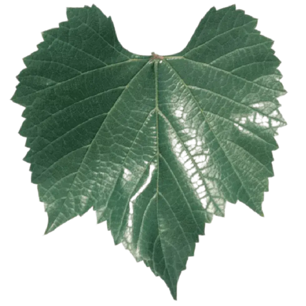 Feuille de vigne 420 A MGT