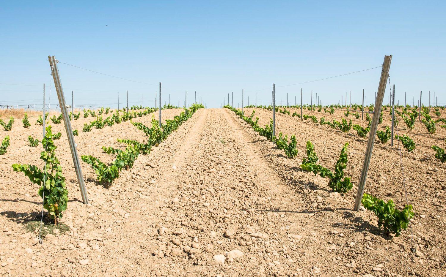 ecartement entre rangs (m)