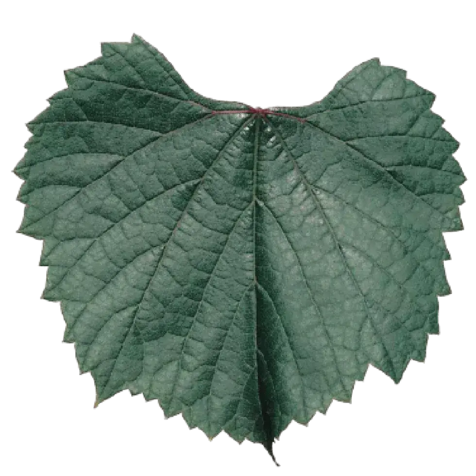 Feuille de vigne R 110