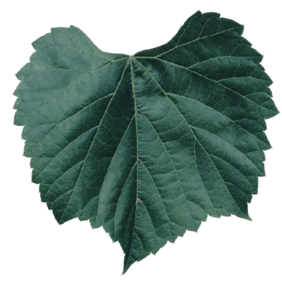 Feuille de vigne 140 RU